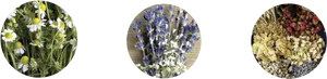 Spa Essential Oilsand Herbs