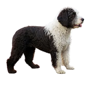 Spanish Water Dog Png 74 PNG image