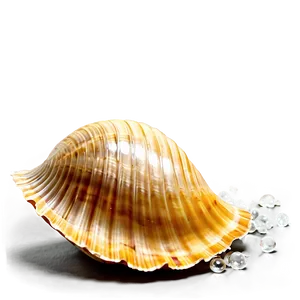 Sparkling Beach Shell Png 05212024 PNG image