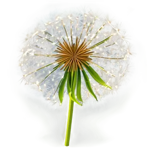 Sparkling Dandelion PNG Asx84