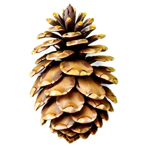 Sparkling Pine Cone Png 06202024 PNG image