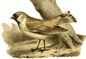 Sparrow Illustration Artwork