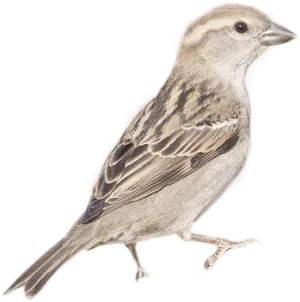 Sparrow Profile Image PNG image