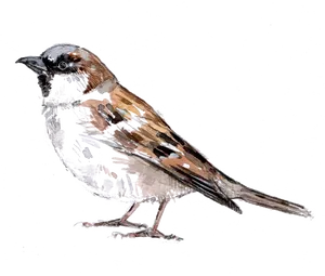 Sparrow Sketch Artwork PNG image