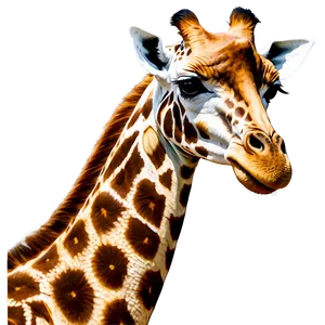 Speckled Giraffe Close-up PNG 63
