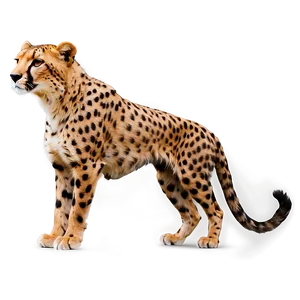 Speedy Cheetah PNG Gnj