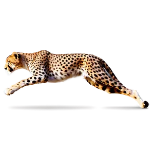 Speedy Cheetah PNG Wmr