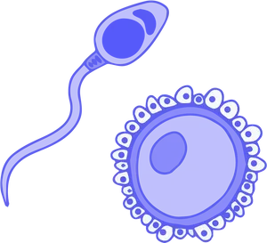 Sperm Approaching Egg Illustration PNG image