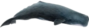 Sperm Whale Side View.png PNG image