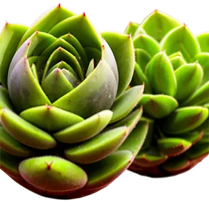 Spherical Succulent Png 21 PNG image