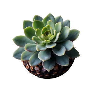 Spherical Succulent Png Hjy PNG image