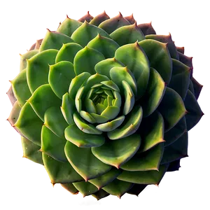 Spherical Succulent Png Twl PNG image