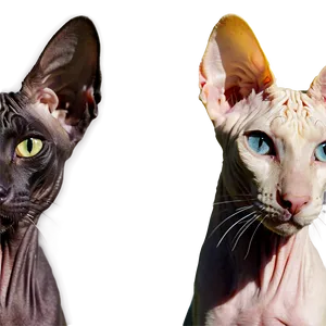 Sphynx Cat B PNG image