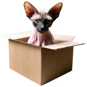 Sphynx Cat In A Box PNG 06292024