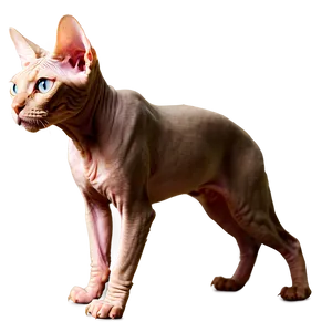 Sphynx Cat PNG 50 PNG