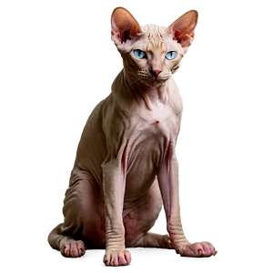 Sphynx Cat Sitting Pose PNG 43