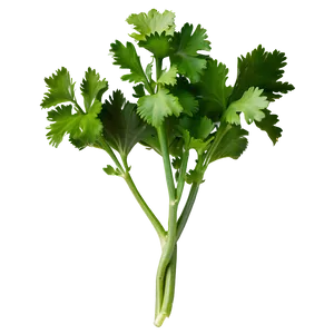 Spicy Cilantro PNG Djf68