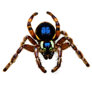 Spider A PNG image