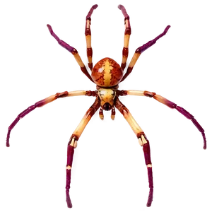 Spider Anatomy Png 12 PNG image