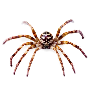 Spider B PNG image
