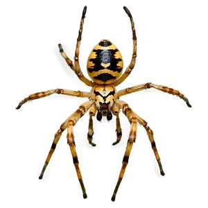 Spider C PNG