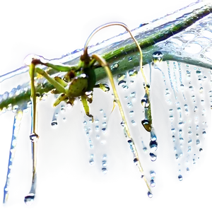 Spider Dew Dropson Web PNG image