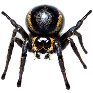 Spider Eyes Png Kcn PNG image