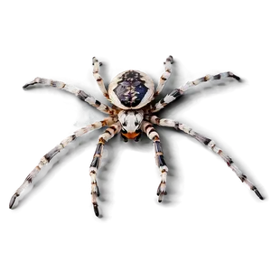 Spider Graphic Png Mut58 PNG image