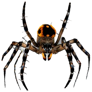Spider Graphic Png Spw2 PNG image