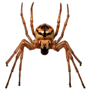 Spider In Dark Png Qpt22 PNG image