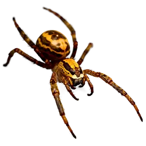 Spider In Dark Png Uoi PNG image