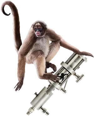 Spider Monkey With Telescope PNG image