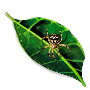 Spider On Leaf Png 05042024 PNG image