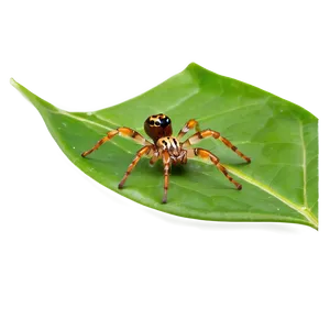 Spider On Leaf Png 05042024 PNG image