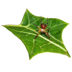 Spider On Leaf Png 05042024 PNG image
