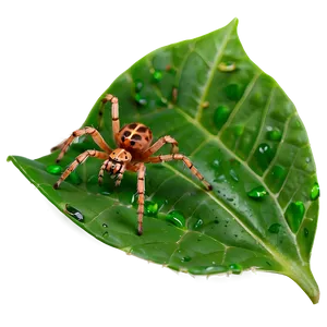 Spider On Leaf Png 21 PNG image