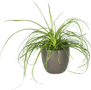 Spider Plantin Grey Pot PNG image