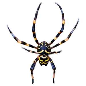 Spider Png Fik29 PNG image