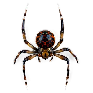 Spider Png Wfc18 PNG image