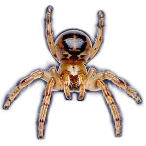 Spider Under Microscope Png 11 PNG image