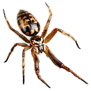 Spider With Prey Png 05042024 PNG image