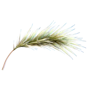 Spiky Desert Grass Png Mox7 PNG image