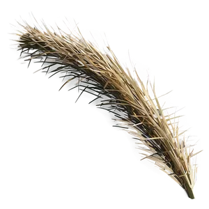 Spiky Desert Grass Png Xad39 PNG image