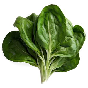 Spinach Lettuce Png Mpc28 PNG image