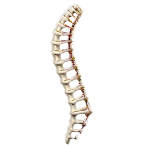 Spinal Bone Png 66 PNG image