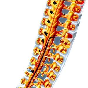 Spinal Surgery In Detail Png 41 PNG image