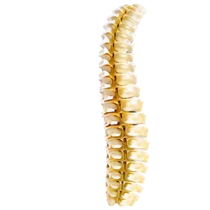Spine PNG 15 PNG