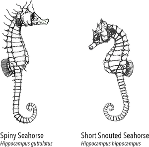 Spiny_and_ Short_ Snouted_ Seahorses_ Illustration PNG image