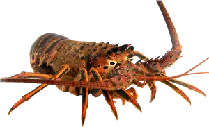Spiny Lobster Transparent Background PNG image