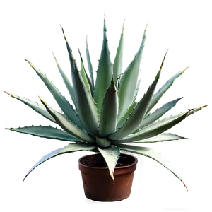 Spiral Agave Plant PNG 06282024 PNG